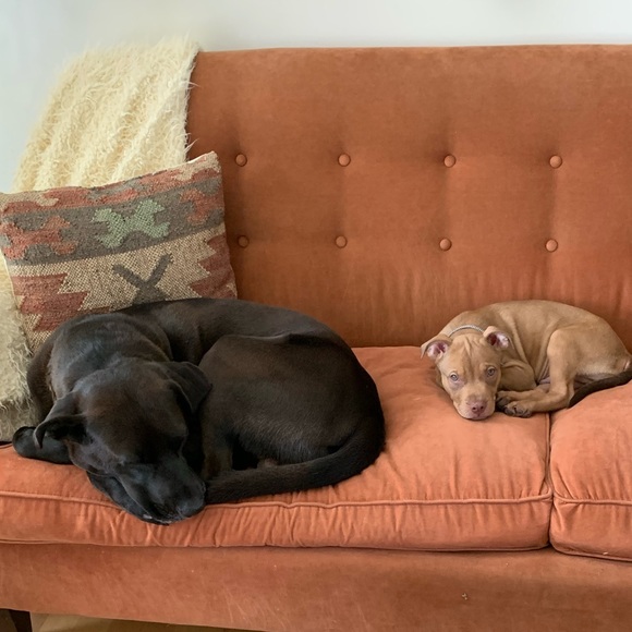 Meet your Posher, Sonda - Picture 2 of 2